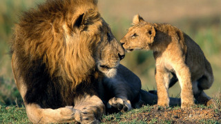Lion cub grass wildlife facing - wild free wallpaper