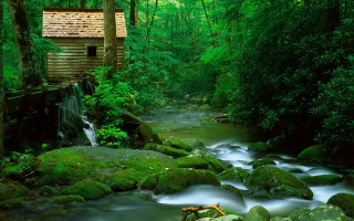 Stream lush forest rocks trees - impressionist free wallpaper