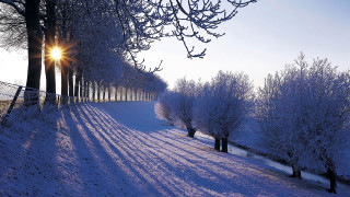 Snowy path trees fence sunset - a flemish baroque free wallpaper