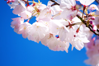 Cherry tree branch pink flowers - chang daichien free wallpaper
