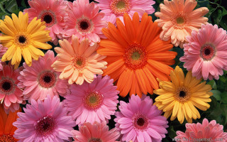 Colorful flowers vase tabletop arrangement - ammi phillips free wallpaper