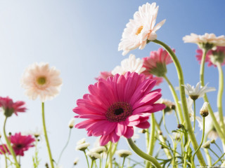 Flowers grass sky white blurry - a sky background behind them free wallpaper