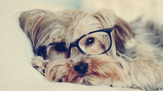 Dog glasses bed pillow white - the pillow free wallpaper