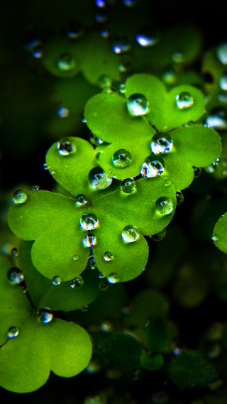 Green leaves water droplets nature - green leaf free wallpaper