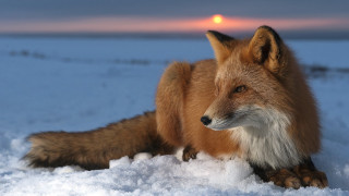 Fox snow sun sky clouds - a fox free wallpaper
