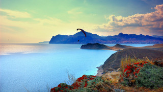 Bird flying water mountains beach - over the water free wallpaper