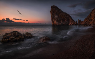 Bird flying water rocky shore - over the water free wallpaper