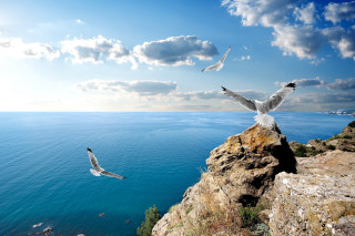 Bird flying cliff ocean overhead - daphne mcclure free wallpaper