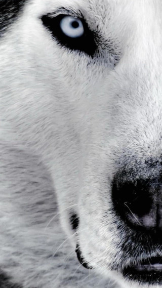 Dog blue eyes nose ring - animal photography free wallpaper