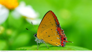 Butterfly green leaf field flowers - a white flower free wallpaper