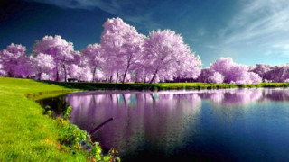 Lake trees bloom blue sky 2 - beautiful landscape free wallpaper