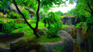 Lush green forest trees rocks 2 - choi buk free wallpaper