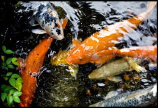 Fish swimming pond water plants - lostfish free wallpaper