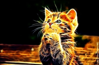Cat standing paws crossed eyes - its paw free wallpaper