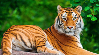 Tiger laying rock tree bushes 2 - a tree and bushes free wallpaper