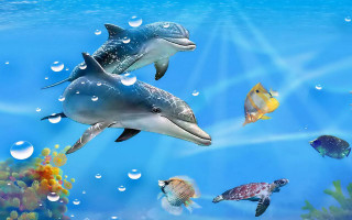 Dolphins swimming ocean fish turtle - fish free wallpaper