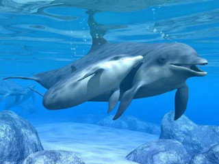 Dolphin swimming ocean rocks water - the water behind free wallpaper
