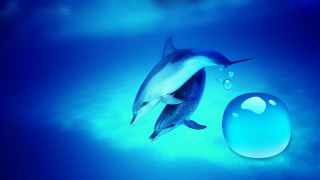 Dolphin blue ball water bubbles - a blue ball free wallpaper