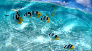 Fish swimming clear blue ocean - impressionist free wallpaper