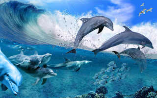 Dolphins swimming ocean wave bird - daphne mcclure free wallpaper