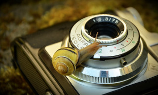 Snail camera lens cap macro - a snail free wallpaper