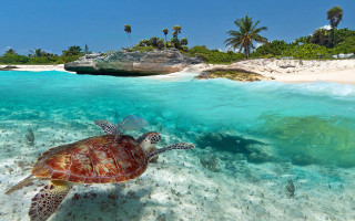 Turtle swimming ocean sandy beach - sandy free wallpaper