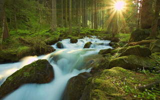 Stream lush forest sunlight trees - a stream free wallpaper