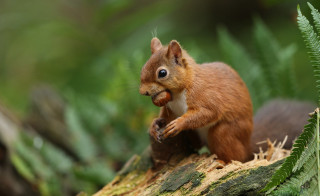Squirrel standing log woods paw - its paw free wallpaper
