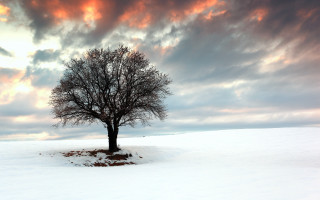 Lone tree snowy field red 2 - under a cloudy sky free wallpaper