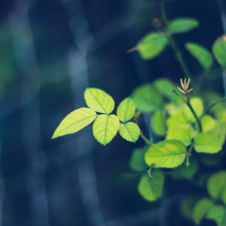 Leafy plant blue butterfly bokeh - free nature wallpaper