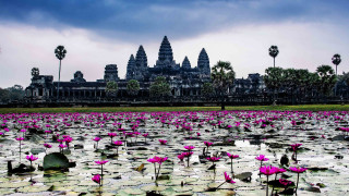 Large pond pink flowers massive - massive free wallpaper