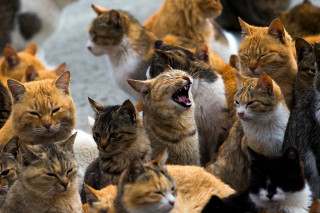 Cats yawning together renaissance award - renaissance free wallpaper