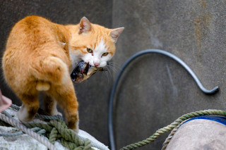 Cat rope eating person holding - a rope free wallpaper for desktop