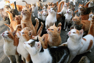 Cats group standing circle together - les nabis free wallpaper