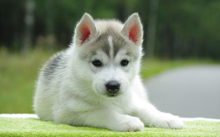 Husky dog blanket grass trees - a husky dog free wallpaper