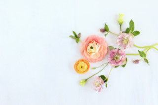 Flowers group white surface leaves - the middle of the picture free wallpaper