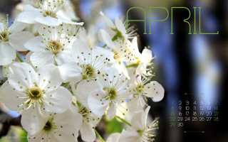 Calendar white flowers cover date - a calendar free wallpaper