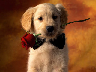Puppy rose bowtie mouth cute 2 - bernie d’andrea free wallpaper