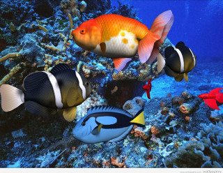Fish aquarium corals seaweeds swimming - a group of fish swimming free wallpaper