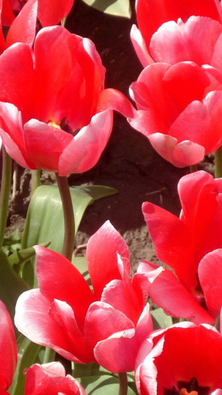 Red flowers in the grass - impressionist free wallpaper