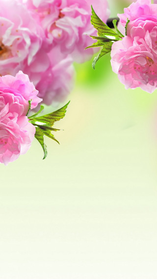 Pink flowers vase tabletop white - a green border free wallpaper