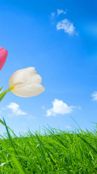 Tulips grass blue sky clouds - the grass free wallpaper