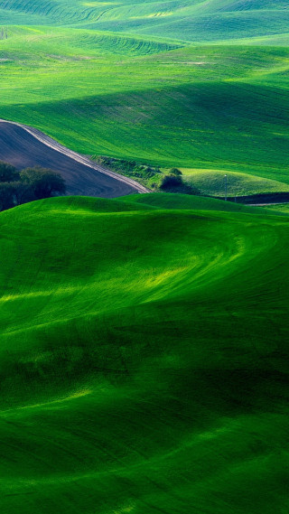 Green field lone tree impressionist - impressionist free wallpaper