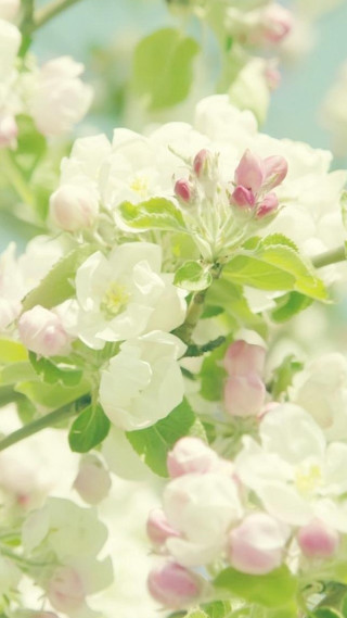 Closeup flowers branch leaves buds - video art free wallpaper