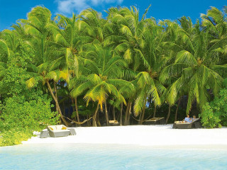 Beach palm trees people bench - under free wallpaper for desktop
