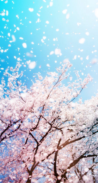 Cherry blossoms sky blue wisteria - free winter wallpaper
