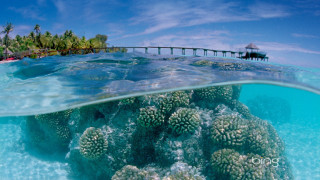 Coral reef pier ocean blue - ecological art free wallpaper