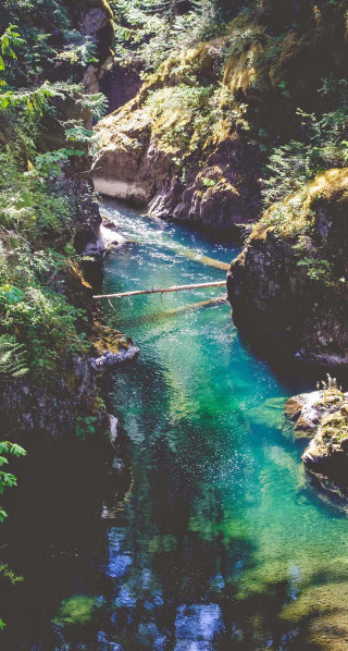 River lush green forest trees 3 - free nature wallpaper