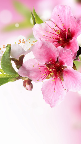 Pink flower green leaves background 2 - green leaf free wallpaper