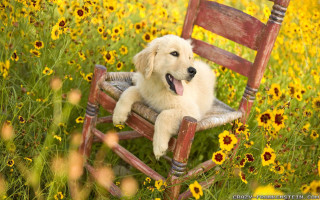 Dog chair field flowers tongue 2 - impressionist free wallpaper